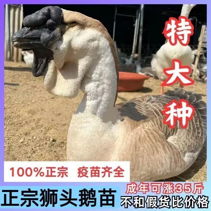 灰色特种狮头鹅6只